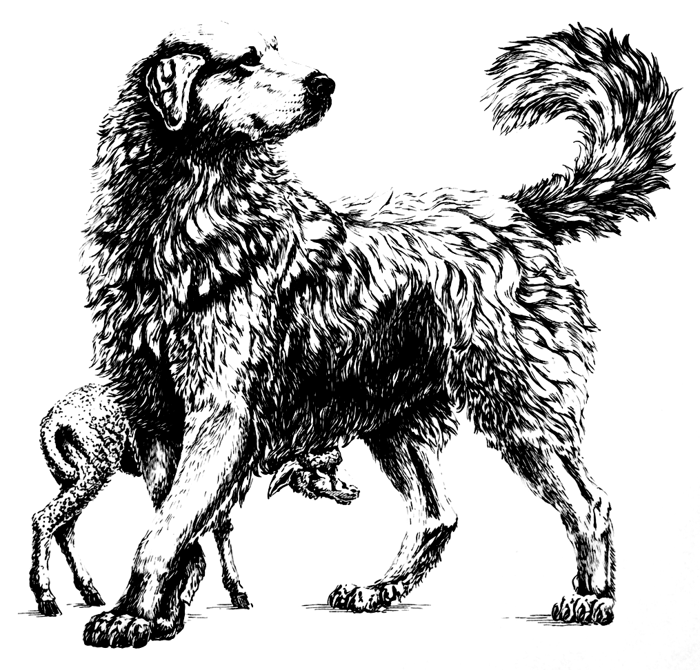 Dessin à l'encre d'un grand chien de montagne des Pyrénées debout, un agneau serré contre ses pattes avant