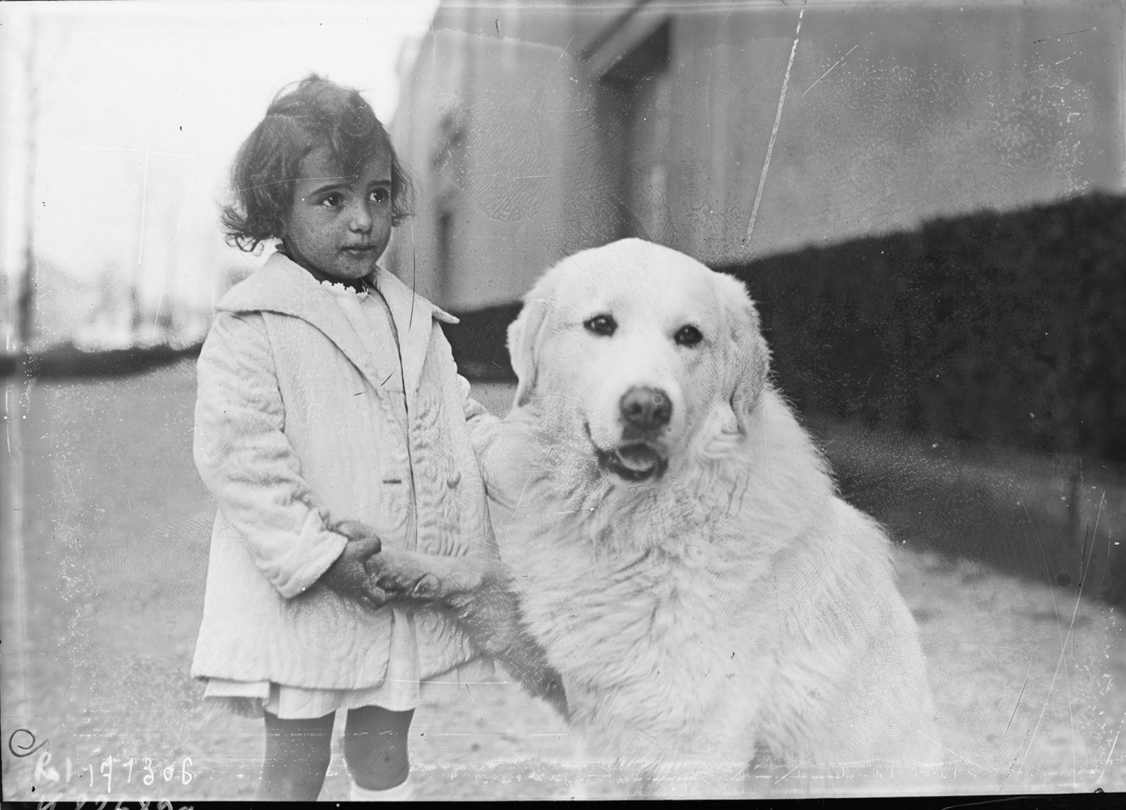 Une petite fille tient la patte d'un grand chien blanc assis, lors d'une exposition canine à Paris en 1933